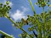 294585 – Photo : Bijiaoui Robert – France (11)